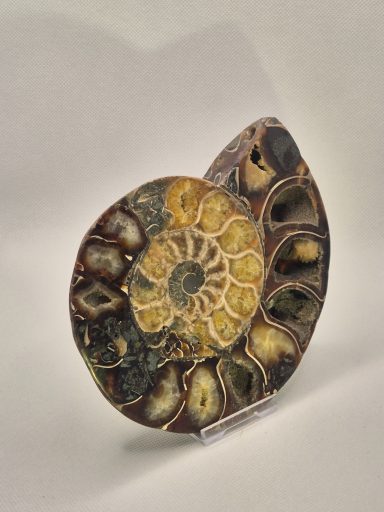 Ammonite| Giant cut and polished